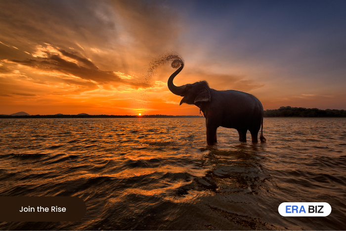 Beautifully silhouetted elephant at sunrise, join the rise, Sri Lanka, Era Biz Solutions